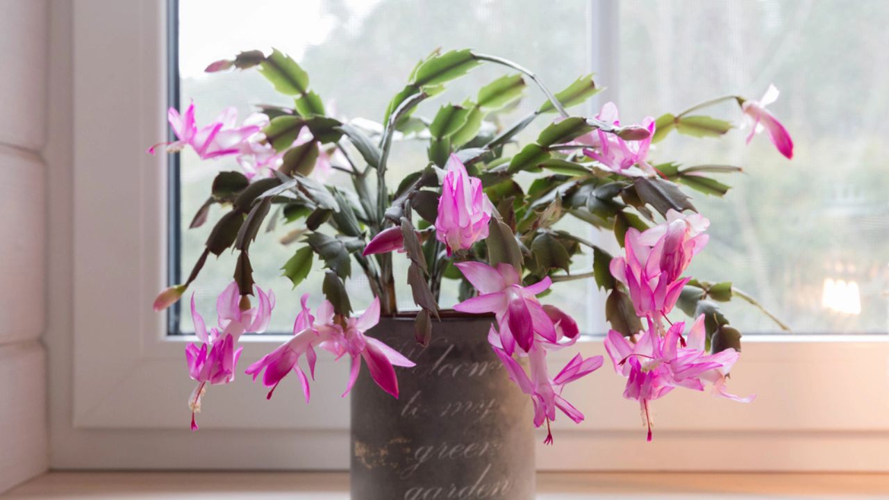 Blooming pink Christmas schlumbergera cactus in a pot on the windowsill