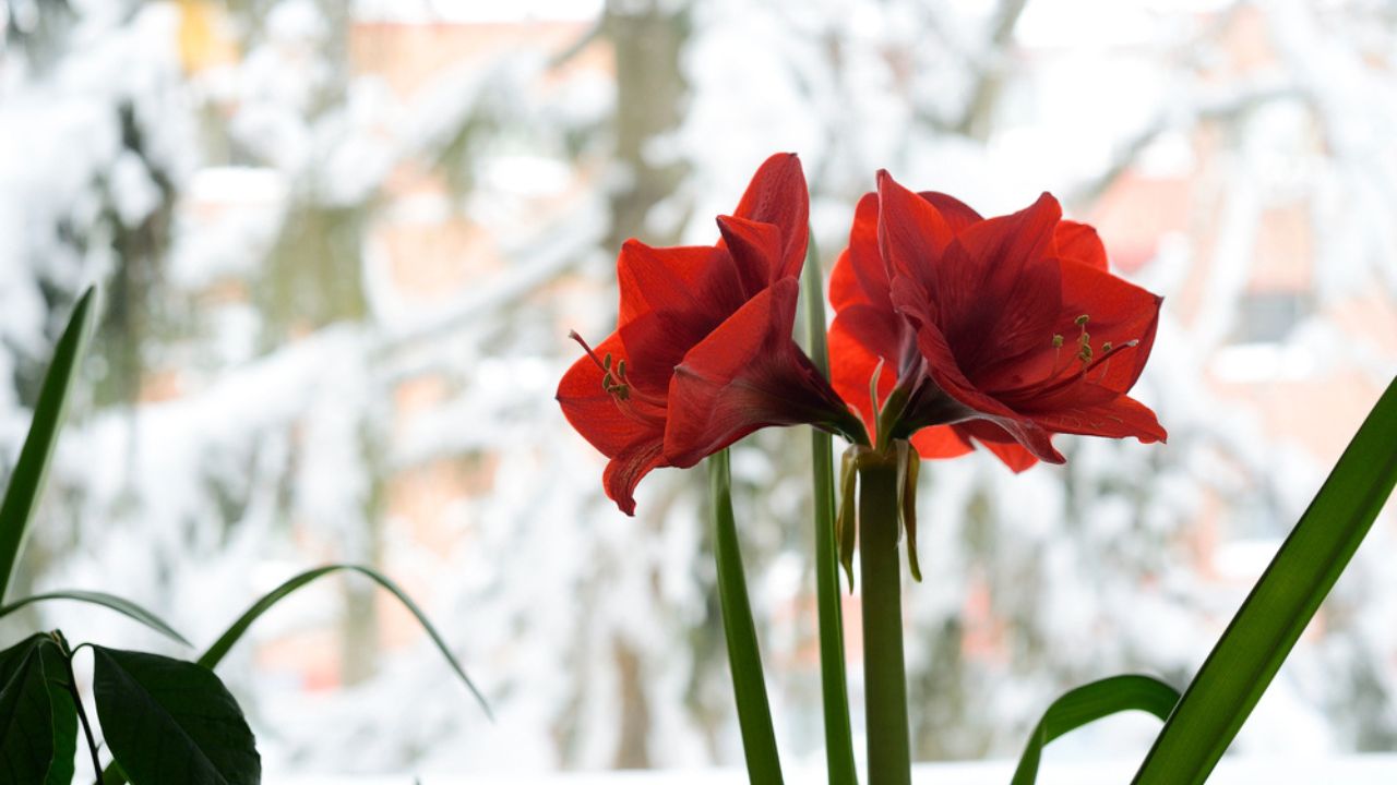 Blooming red hyperastrums on the window against the backdrop of a snowy landscape