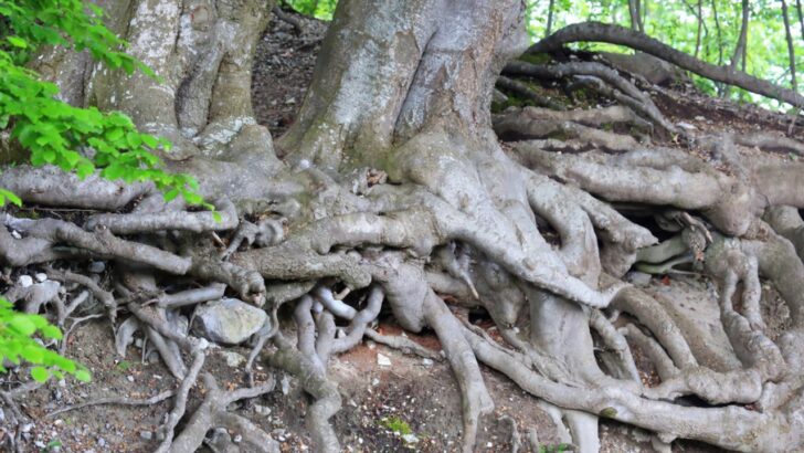 11 Cool Facts About Tree Roots And All They Do