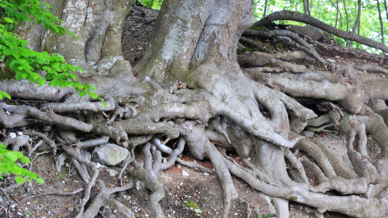 Branched tree root in the forest