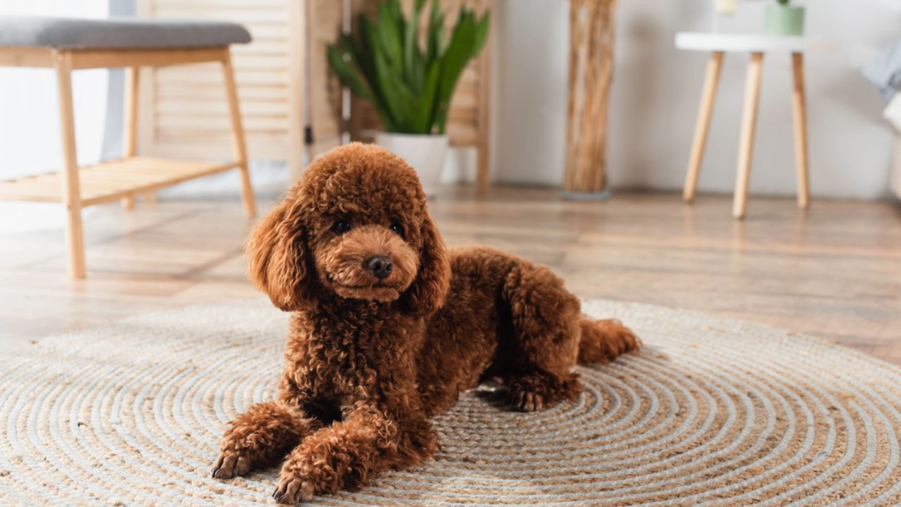 Brown poodle lying on round rattan carpet at home