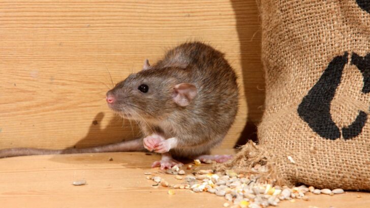 14 Practical Steps to Keep Mice Out for Good