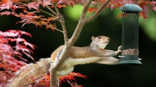 Close-up of a Grey Squirrel eating from a bird feeder on a colorful Japanese Maple tree