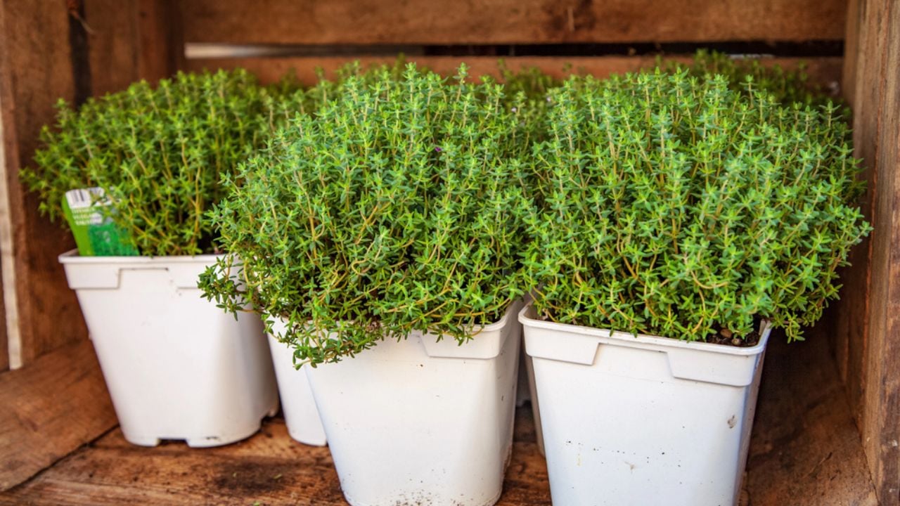Close up view of potted thyme plants with green leaves in wooden box