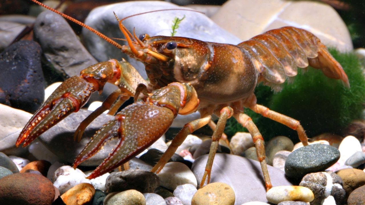 Crayfish