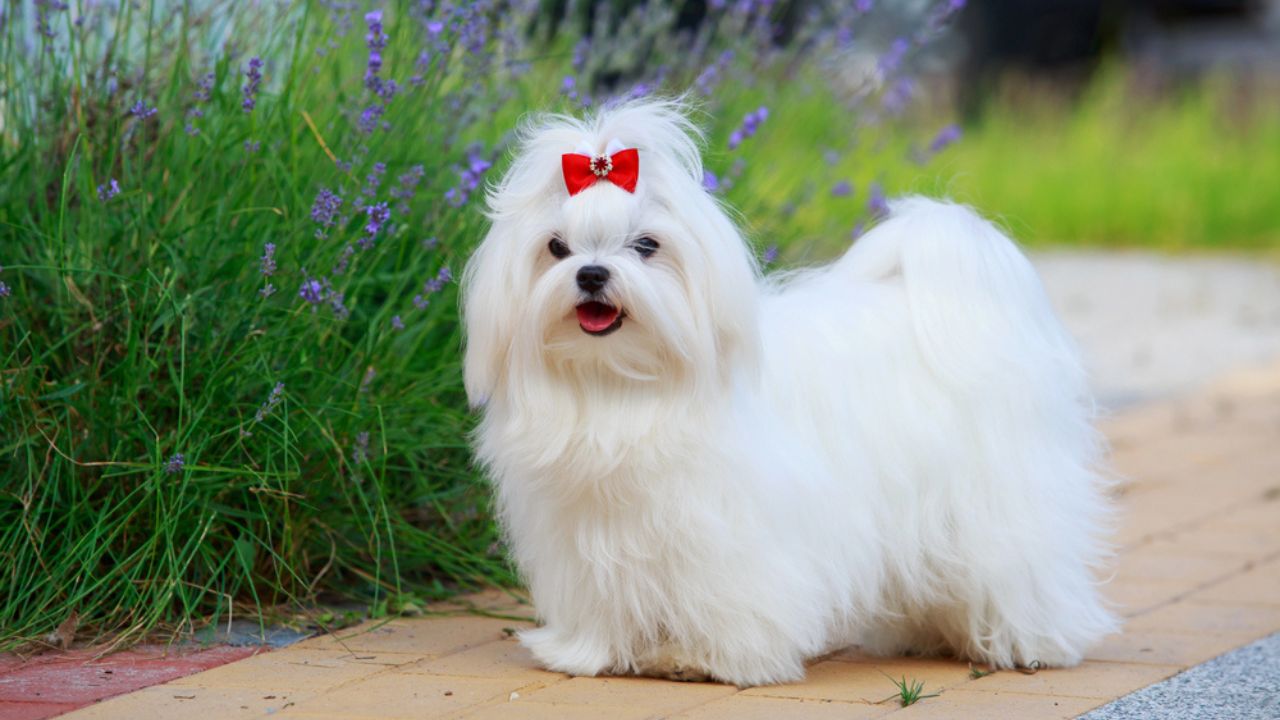 Cute maltese dog