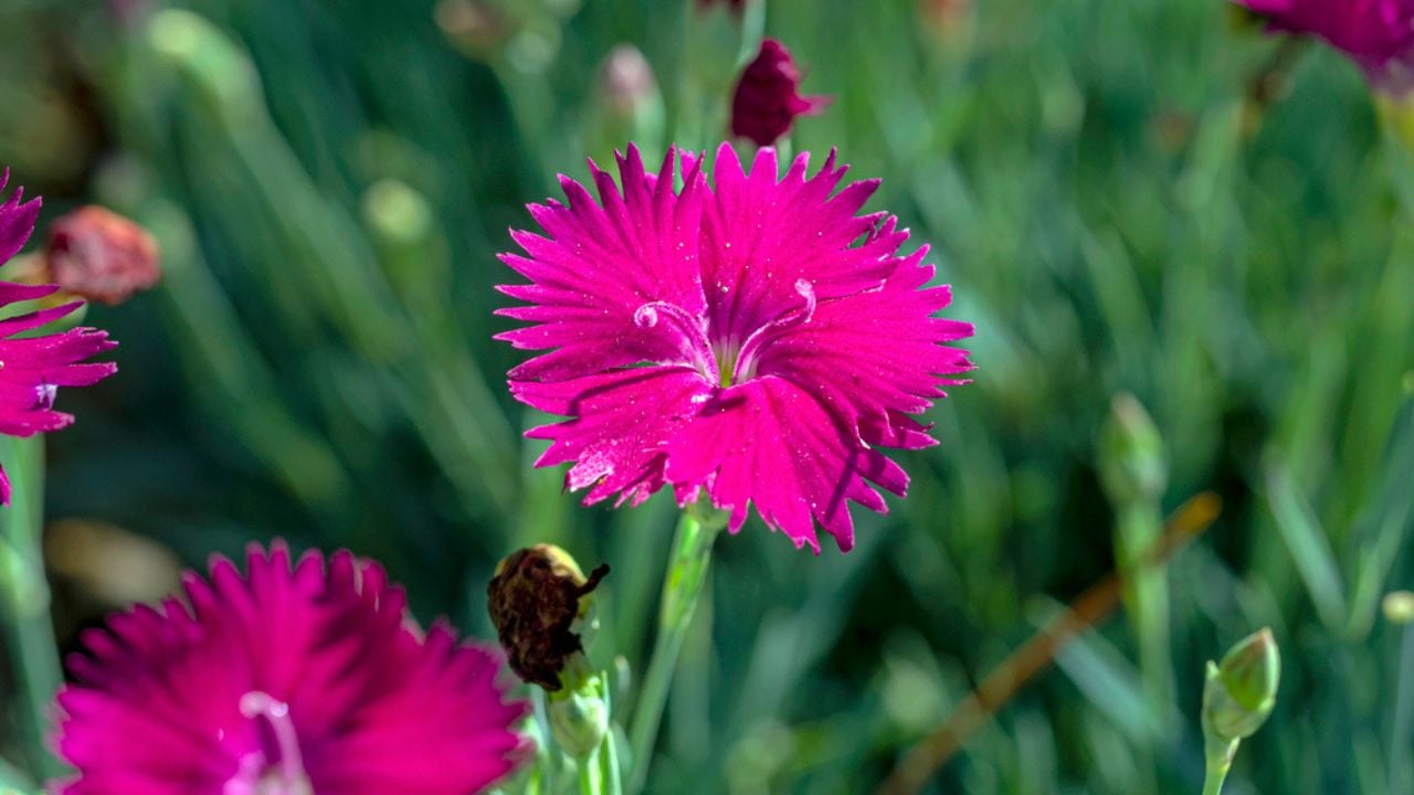 Dianthus Neon Star flowers in a garden