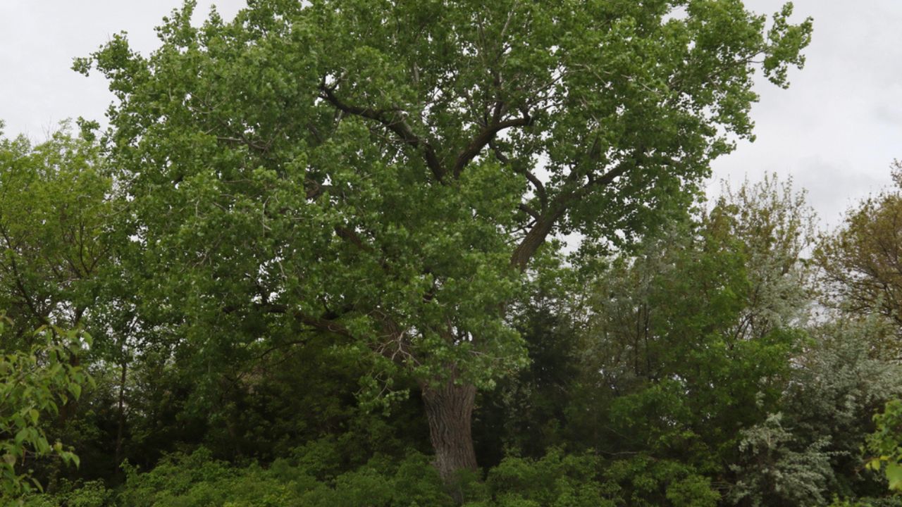 Eastern Cottonwood Tree (populus deltoides)
