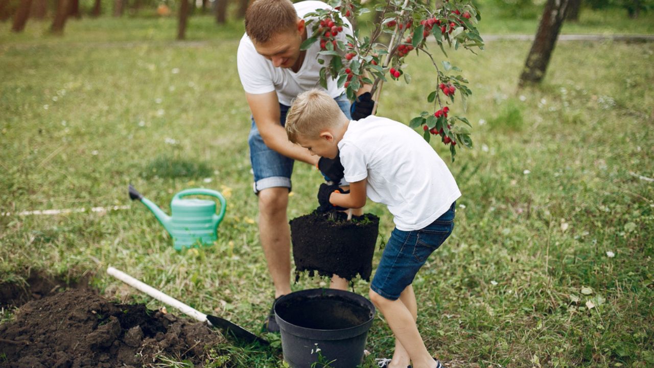 Father with little son are planting a tree on a yard