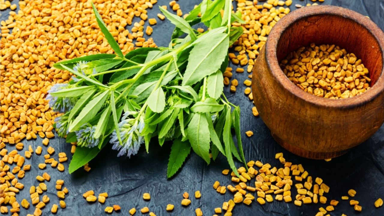 Fenugreek seeds with fresh plant.Herbal medicine.Trigonella,fenugreek plants