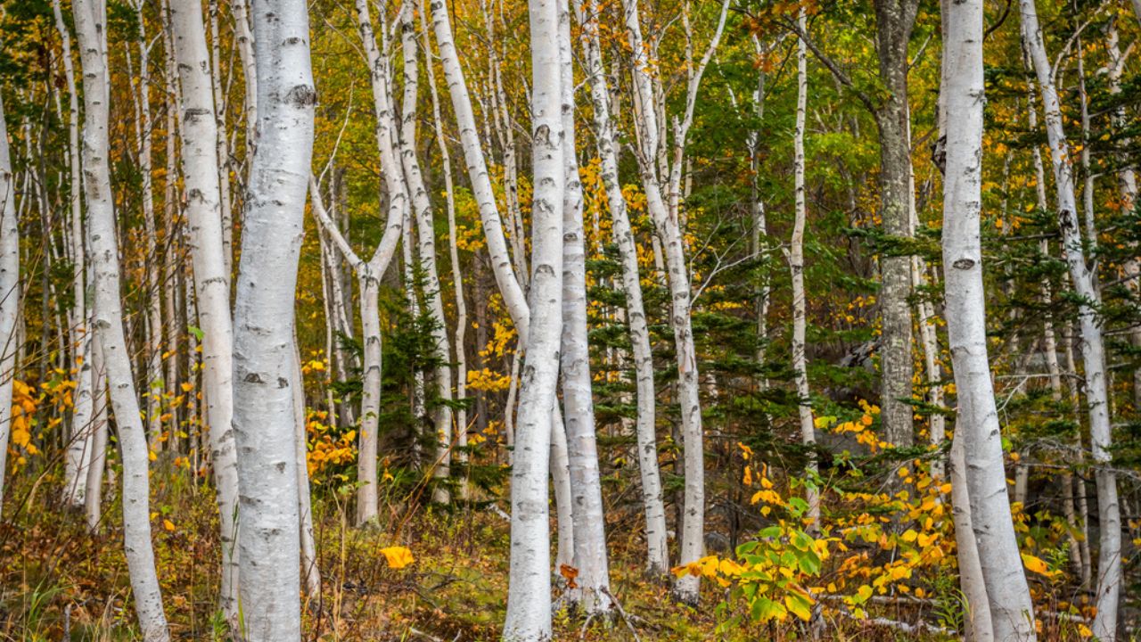 Forest of White Paper Birch Tree Trunks