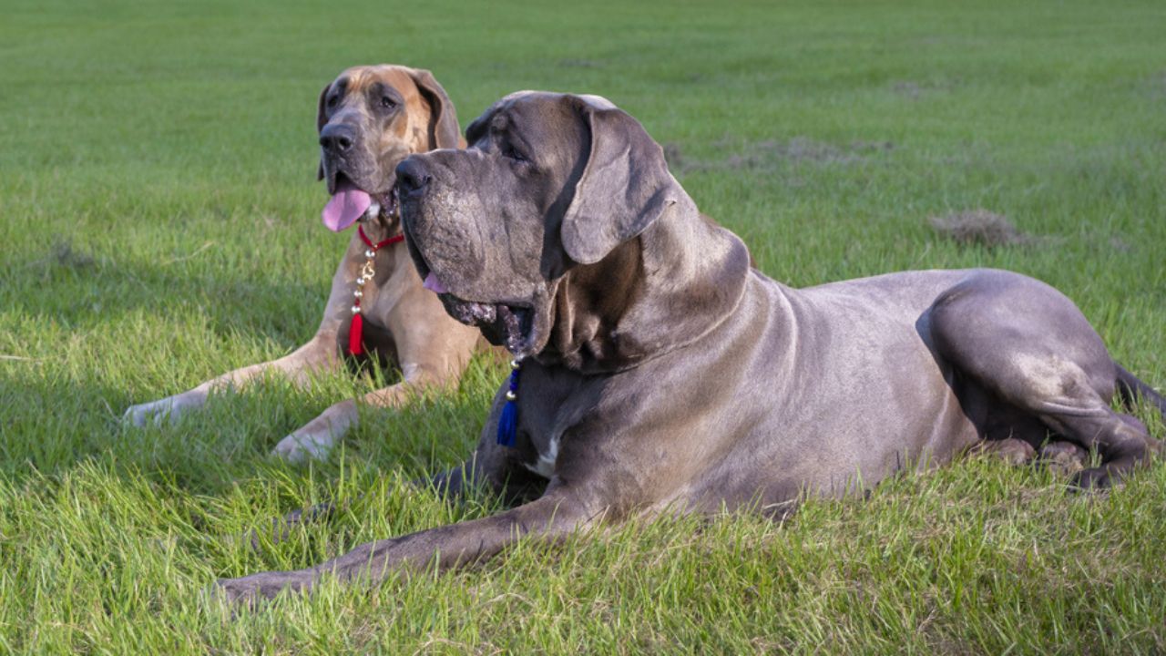Great Dane purebeds that are laying on the grass
