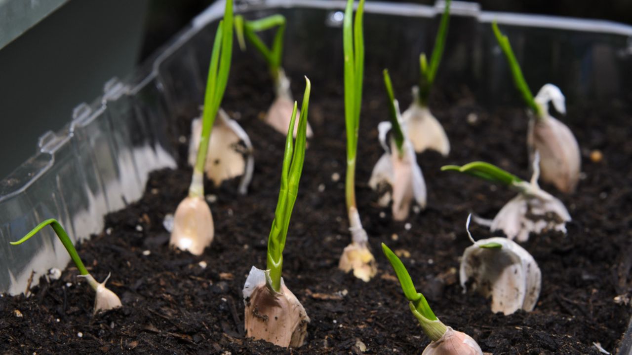 Growing garlic in a small pot