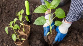 Hands seeding pepper plant in soil. Growing, planting organic vegetables in garden