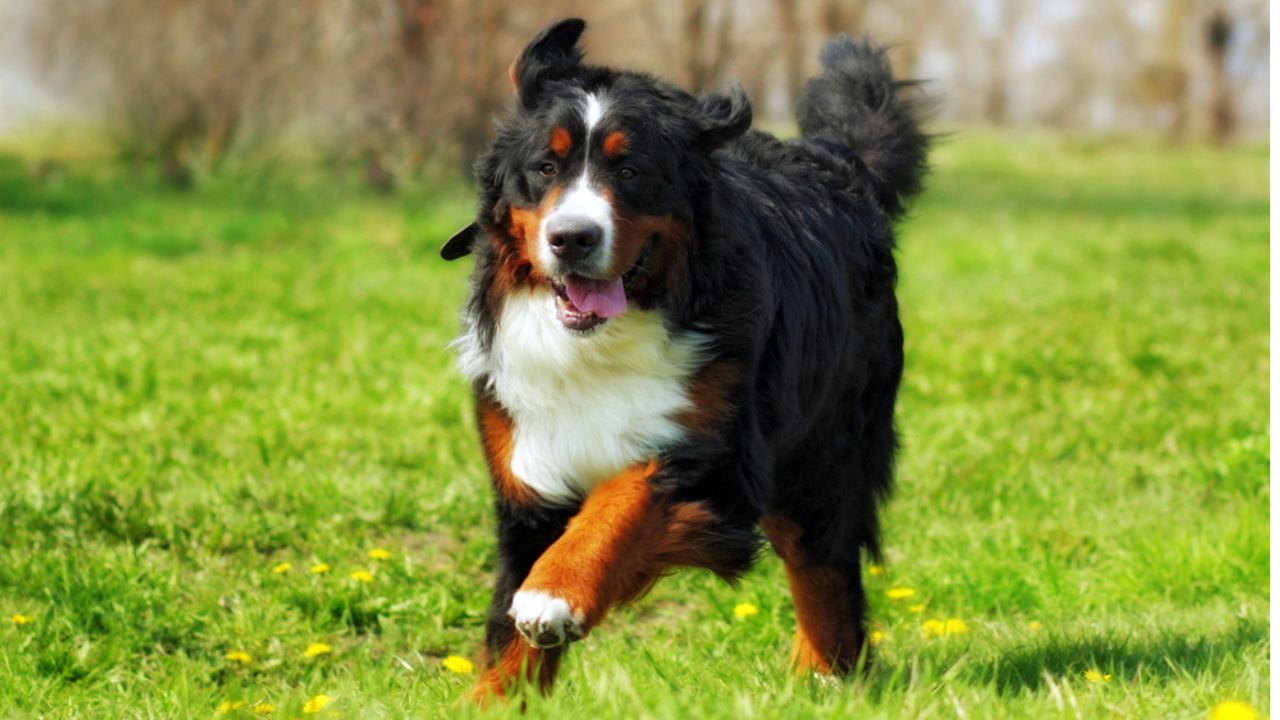 Happy Beautiful Bernese mountain dog runs are fun