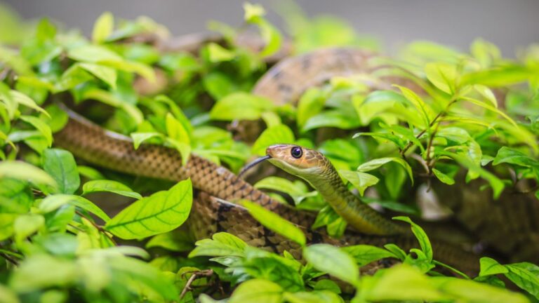 9 Fastest Snakes in the World (And Where They Live)