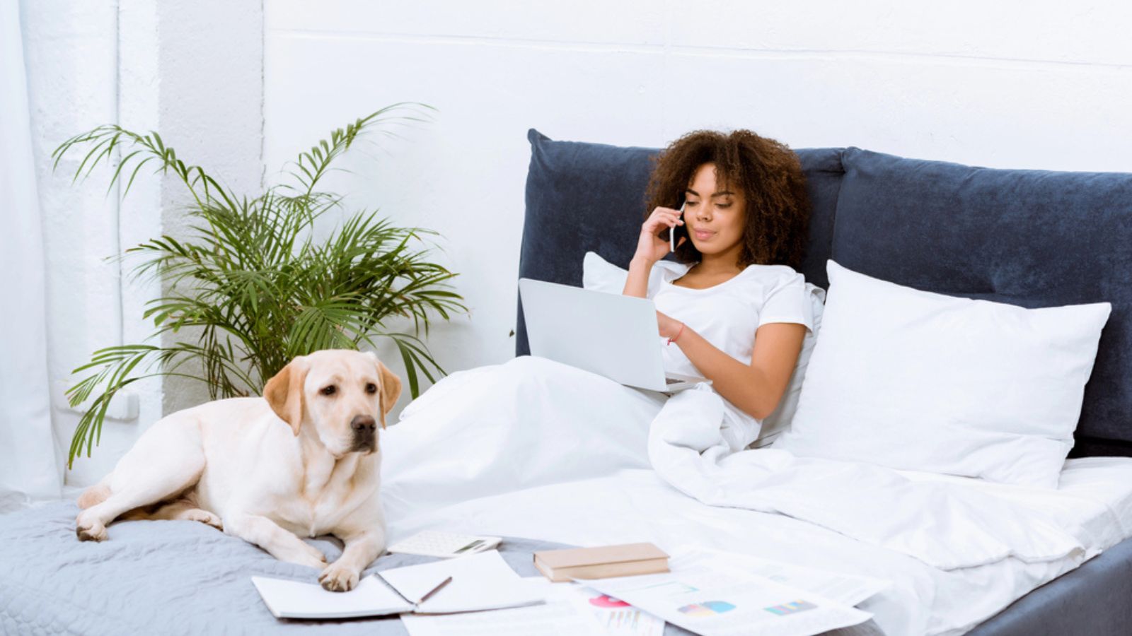 Labrador dog lying on bed while young woman working with laptop and talking by phone at home
