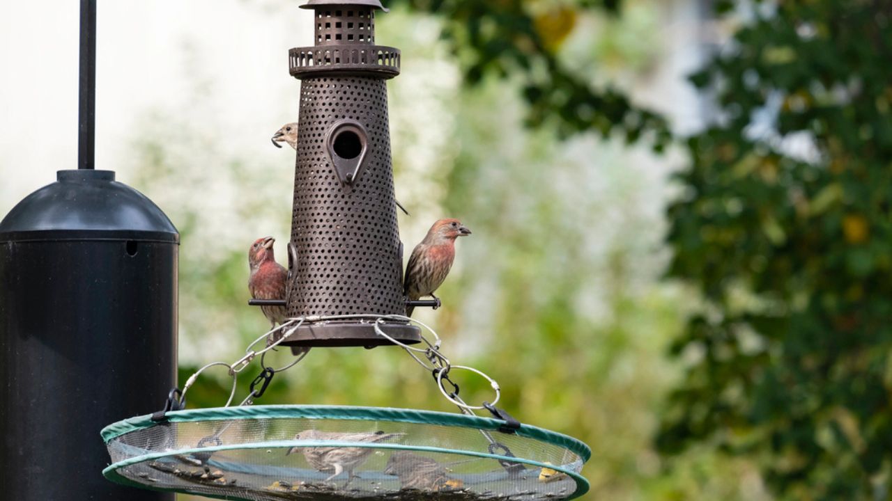 Male and Female House Finches Eating Sunflower Seeds at a Birdfeeder in a Backyard