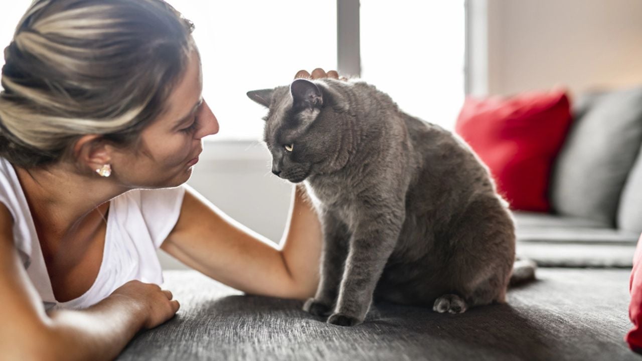 Nice Grey Cat with woman on sofa
