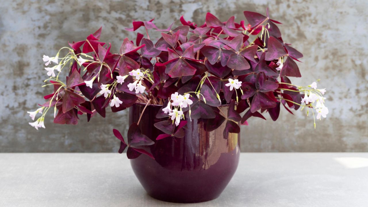 Oxalis Triangularis purple shamrock plant in glossy purple planter