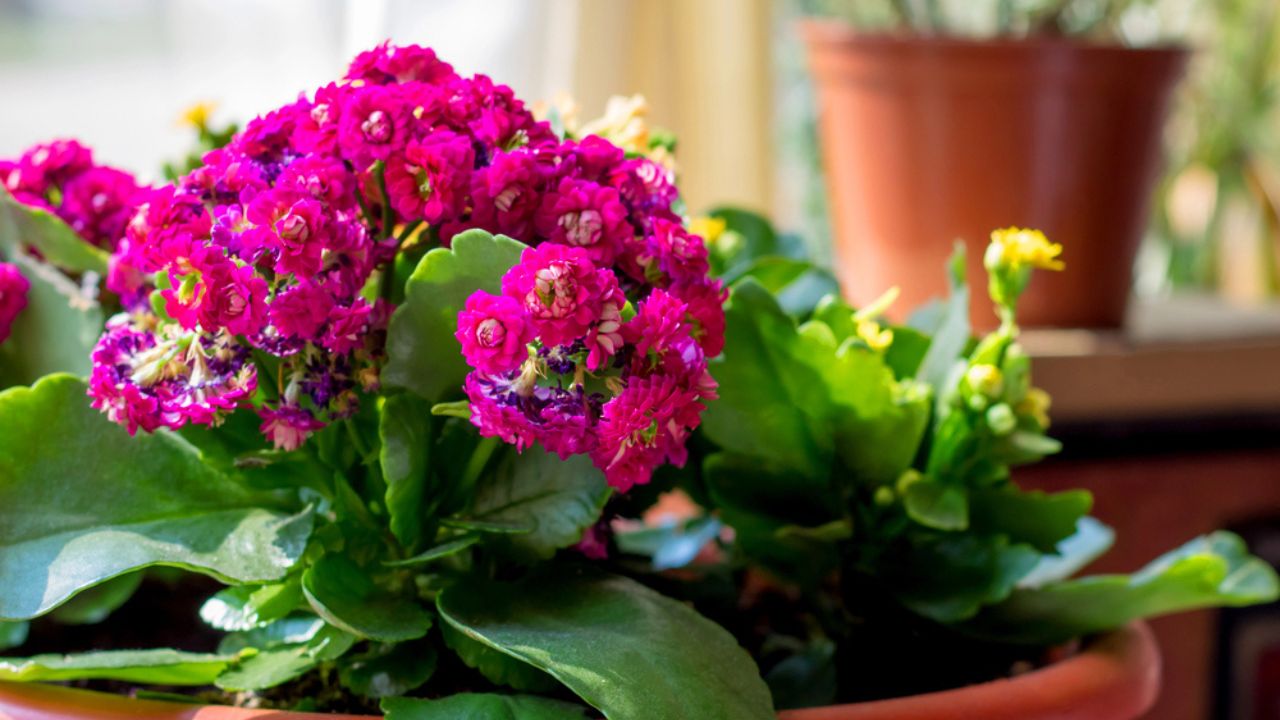 Pink Kalanchoe flowers in the interior, flowers in a pot, houseplants. Colorful small flowers of Kalanchoe close-up