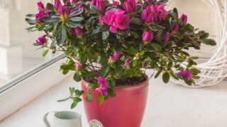 Pink azalea in a pot near the watering can in the window