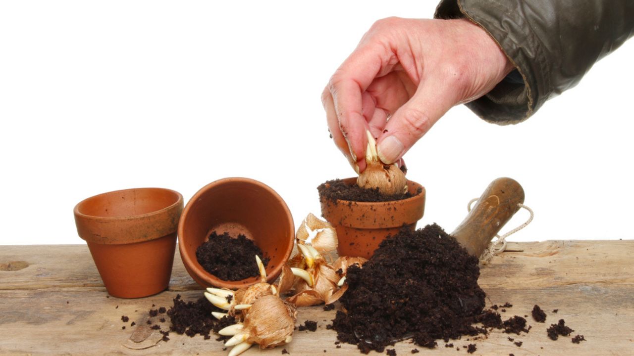 Planting bulbs