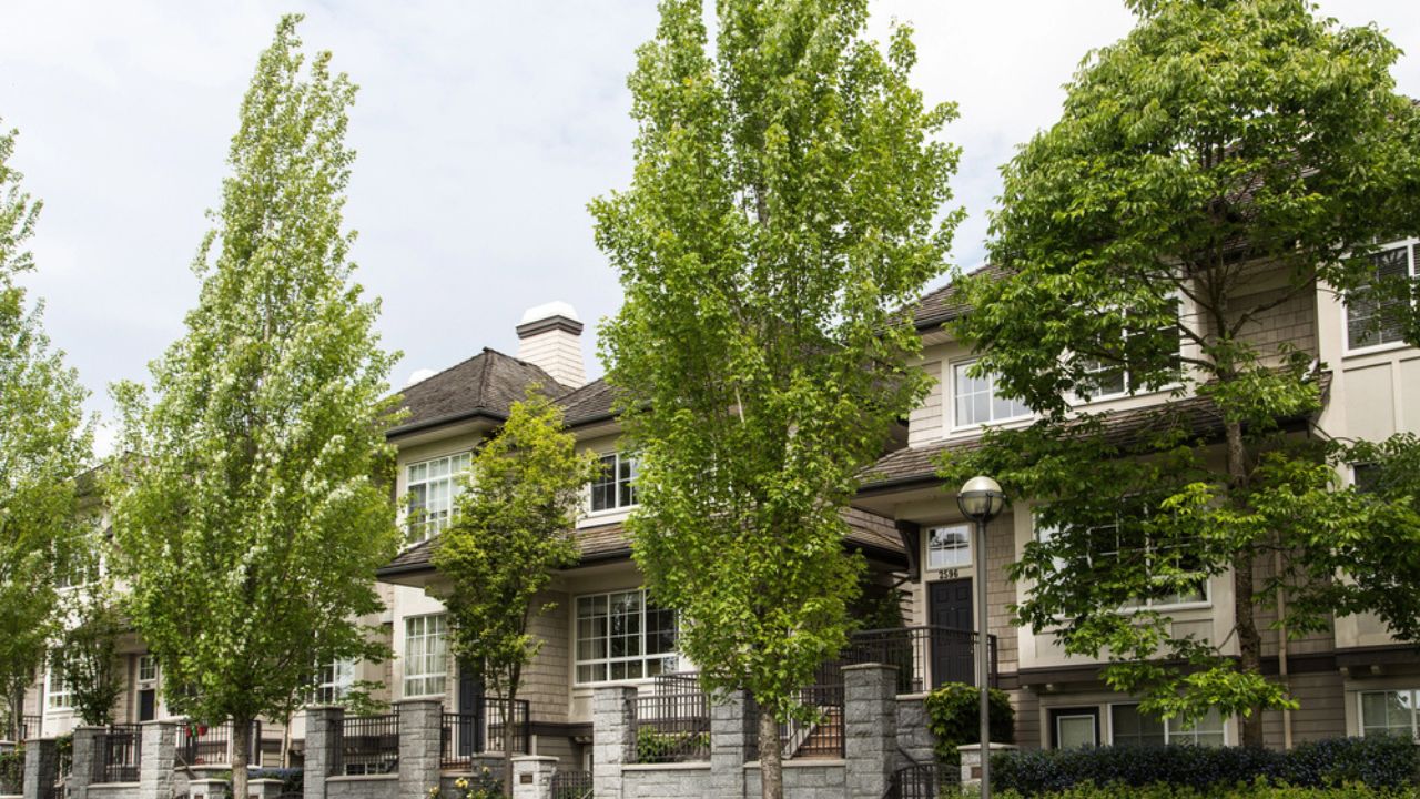 Poplars and Row Houses