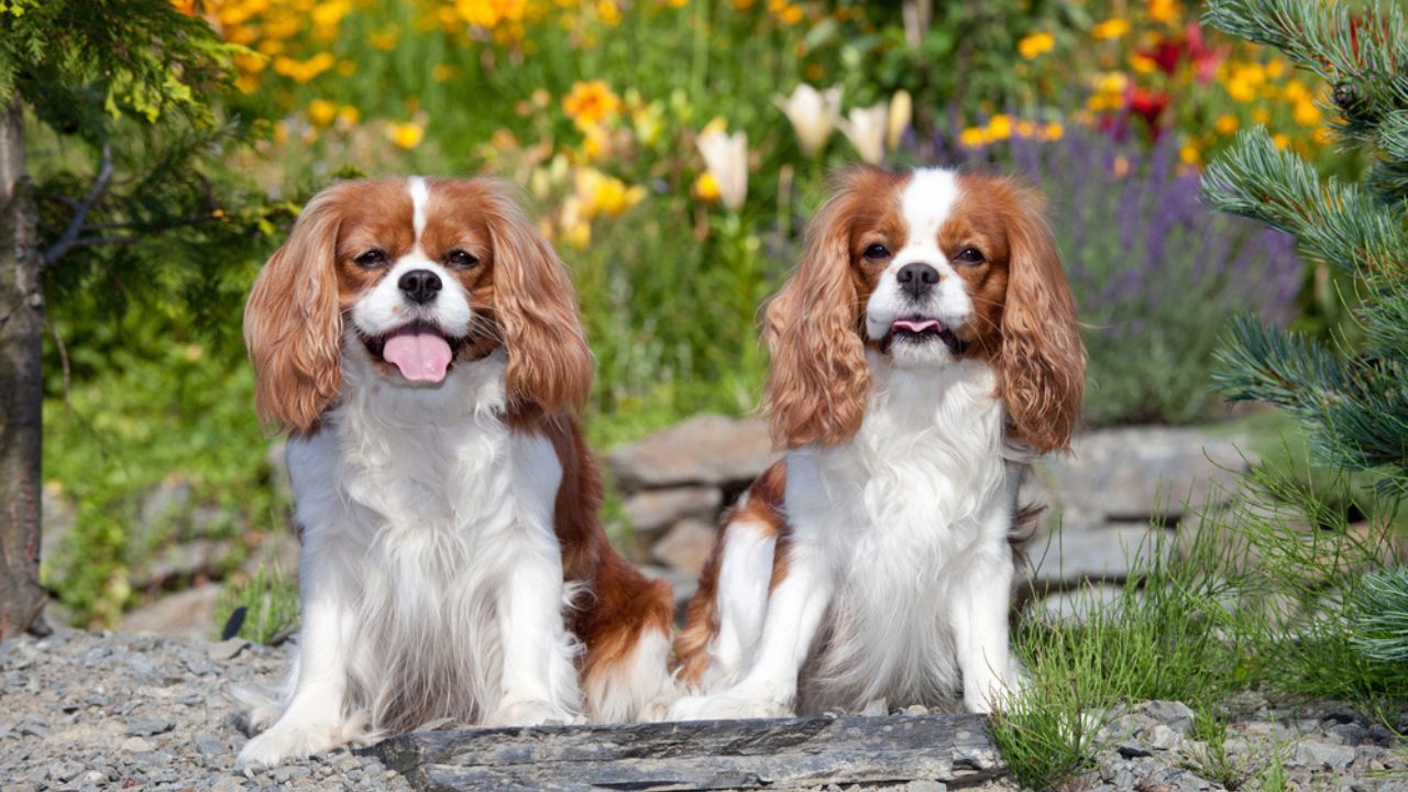 Portrait of lovely Cavalier King Charles spaniel