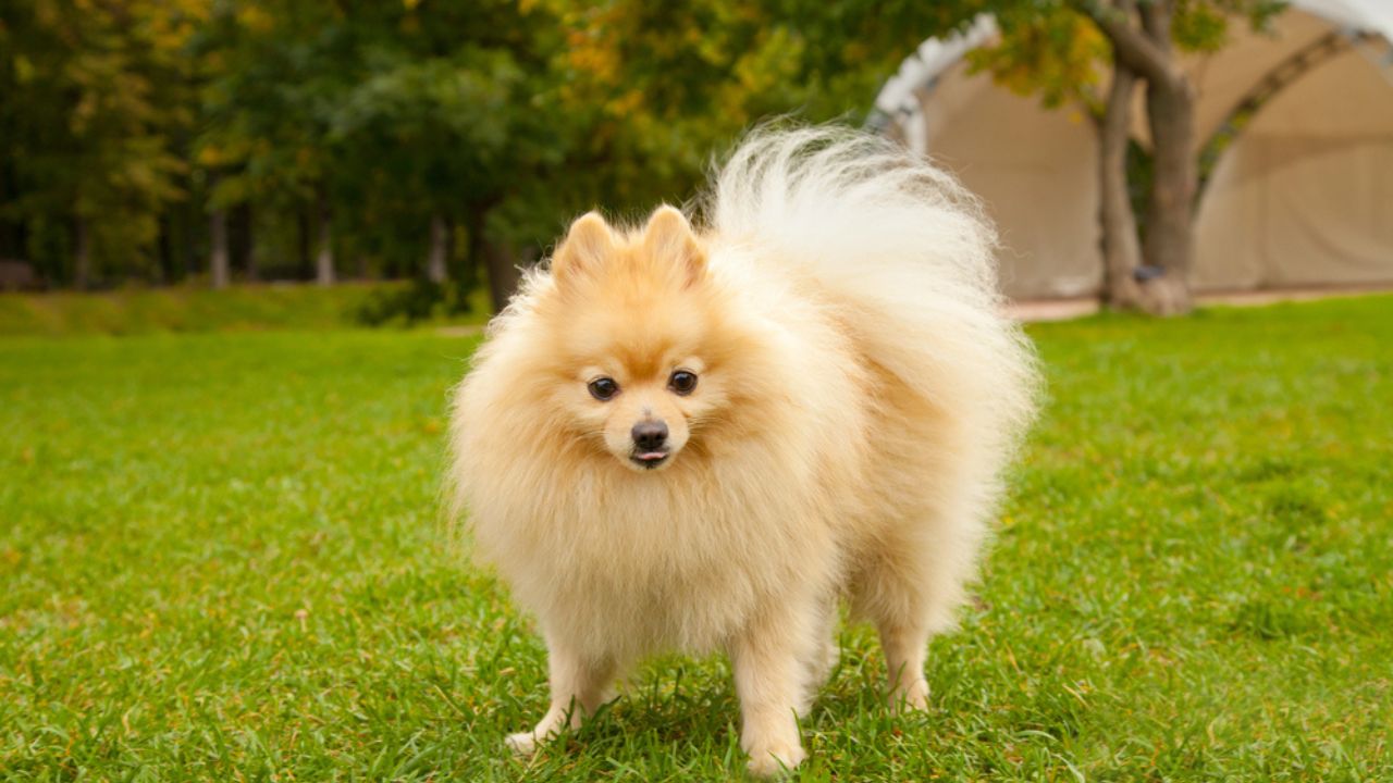 Pretty cute pomeranian spitz dog