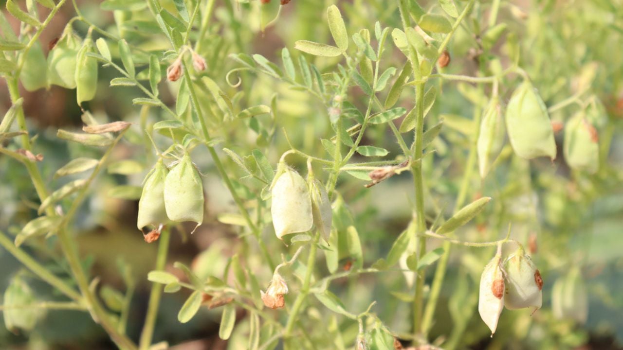 Ripe lentils closeup on tree in firm