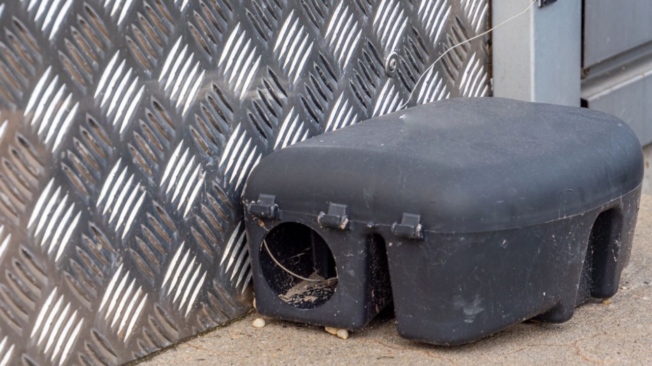 Rodent bait station for rats and mice