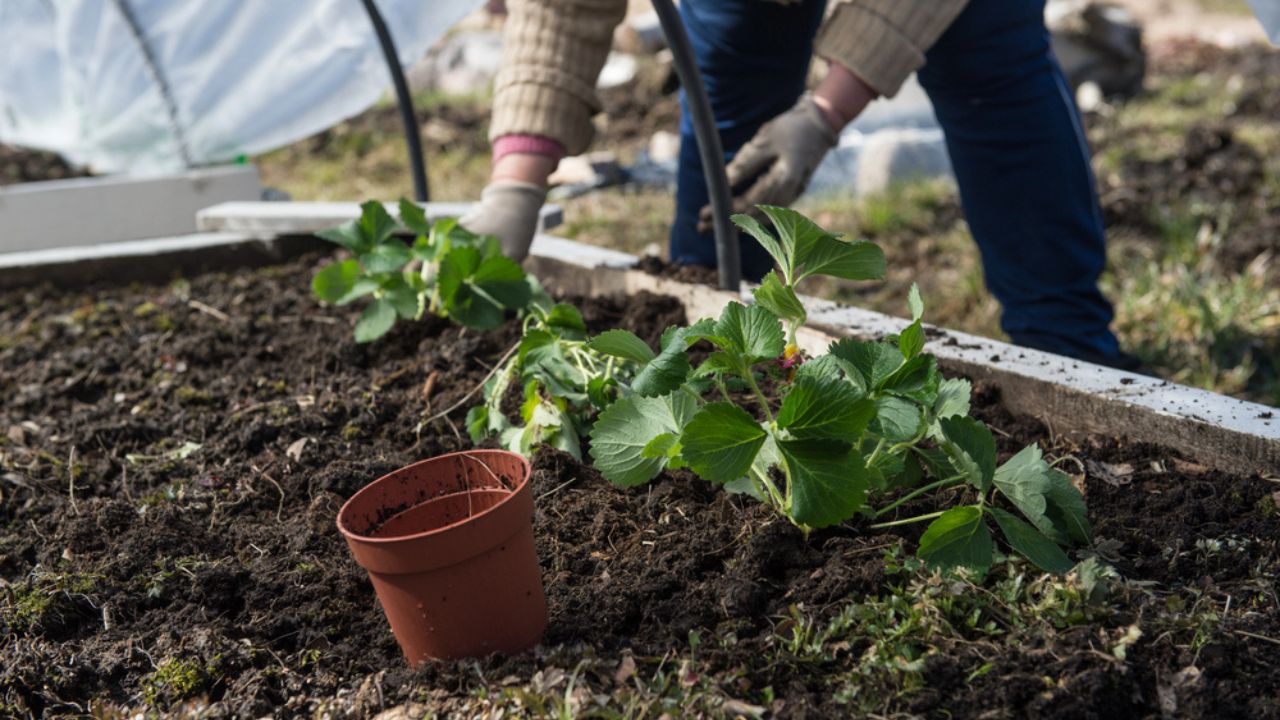 Saplings of earthlings in the greenhouse
