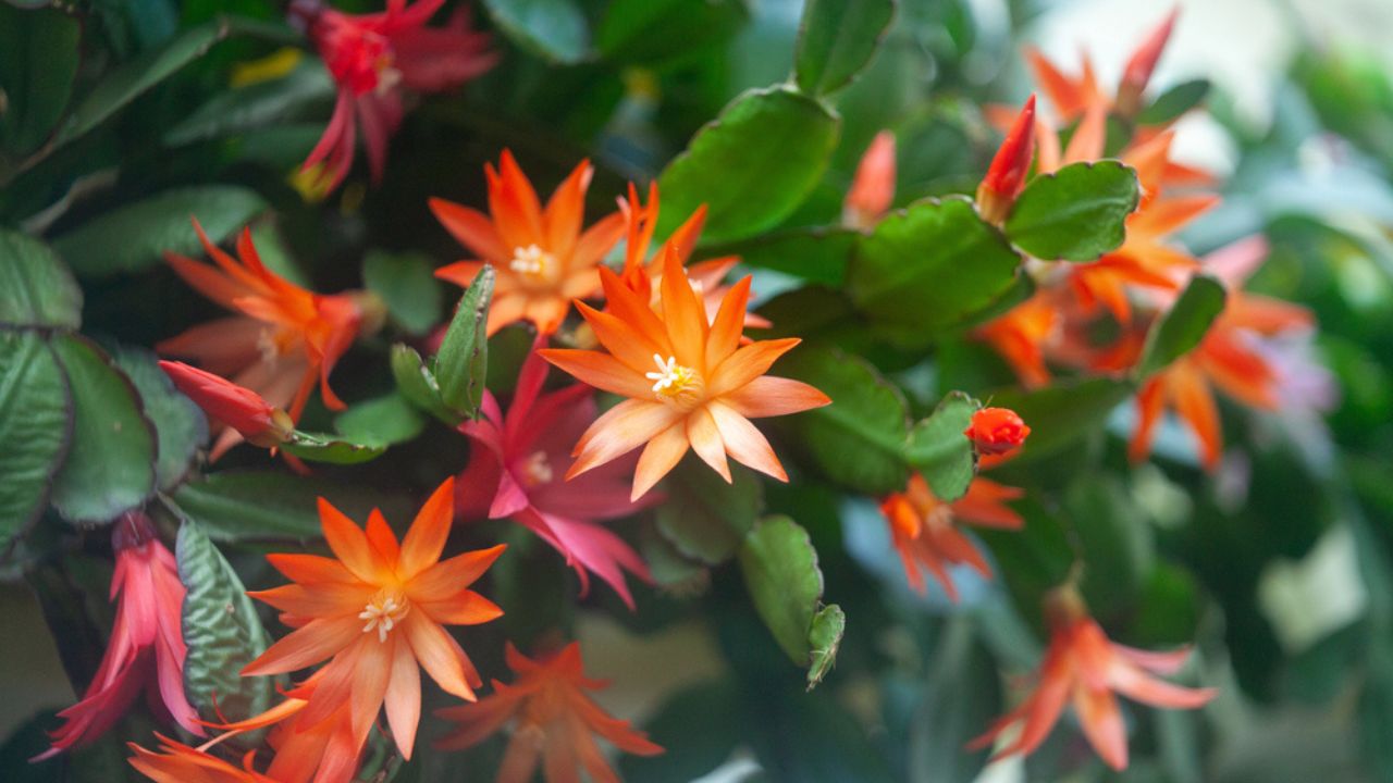 Schlumbergera plant in blossom with red and pink flowers