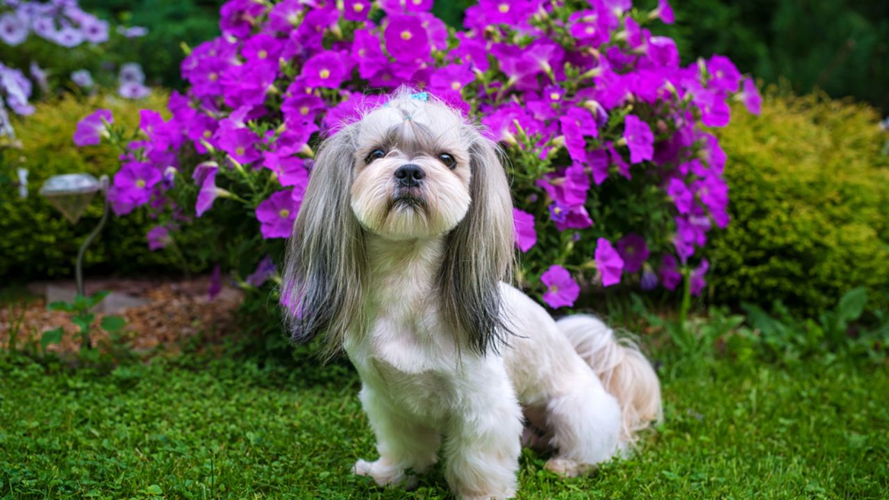 Shih tzu dog in garden