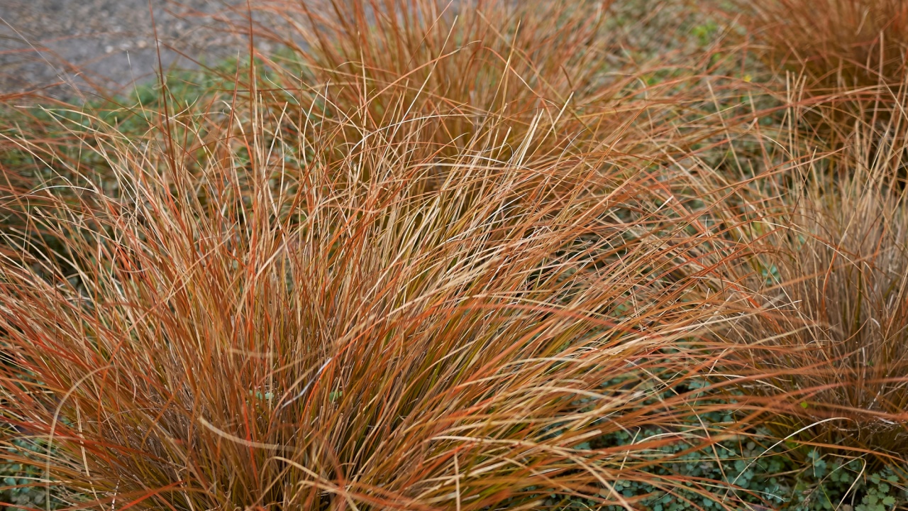 bronze leatherleaf sedge