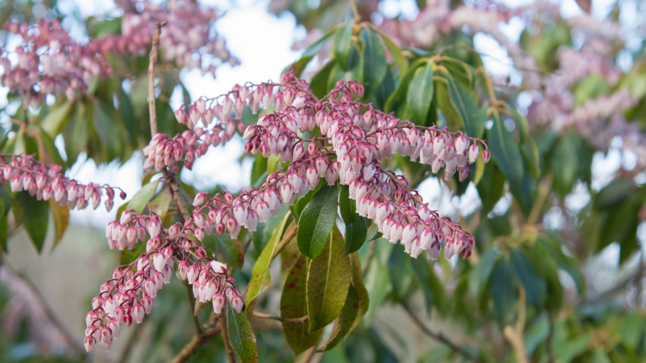 Winter Flowering Pieris japonica 'Dorothy Wyckoff' (Japanese Andromeda) in a Country Cottage Garden in Rural Devon, England, UK