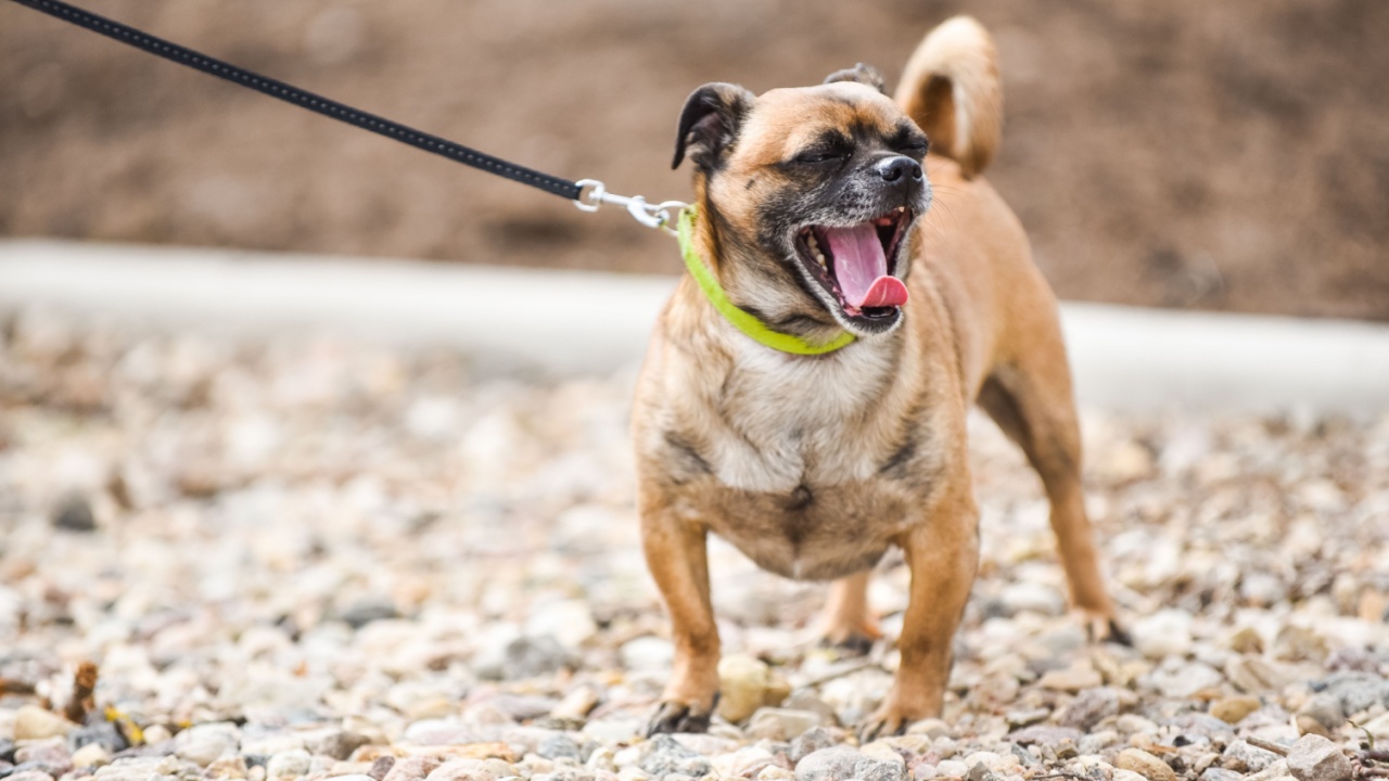 Little dachshund puppy walking on a leash