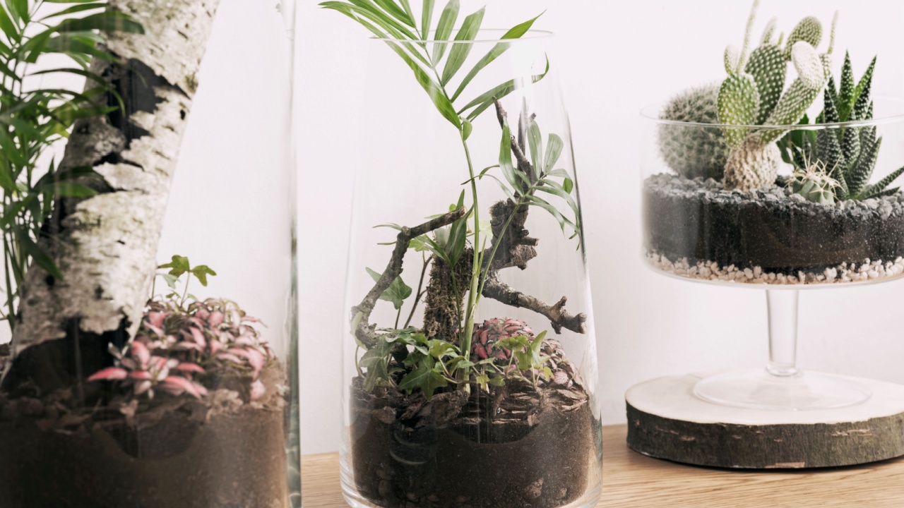 Modern and unique DIY glass jar terrarium concept of natural garden with green plant inside.