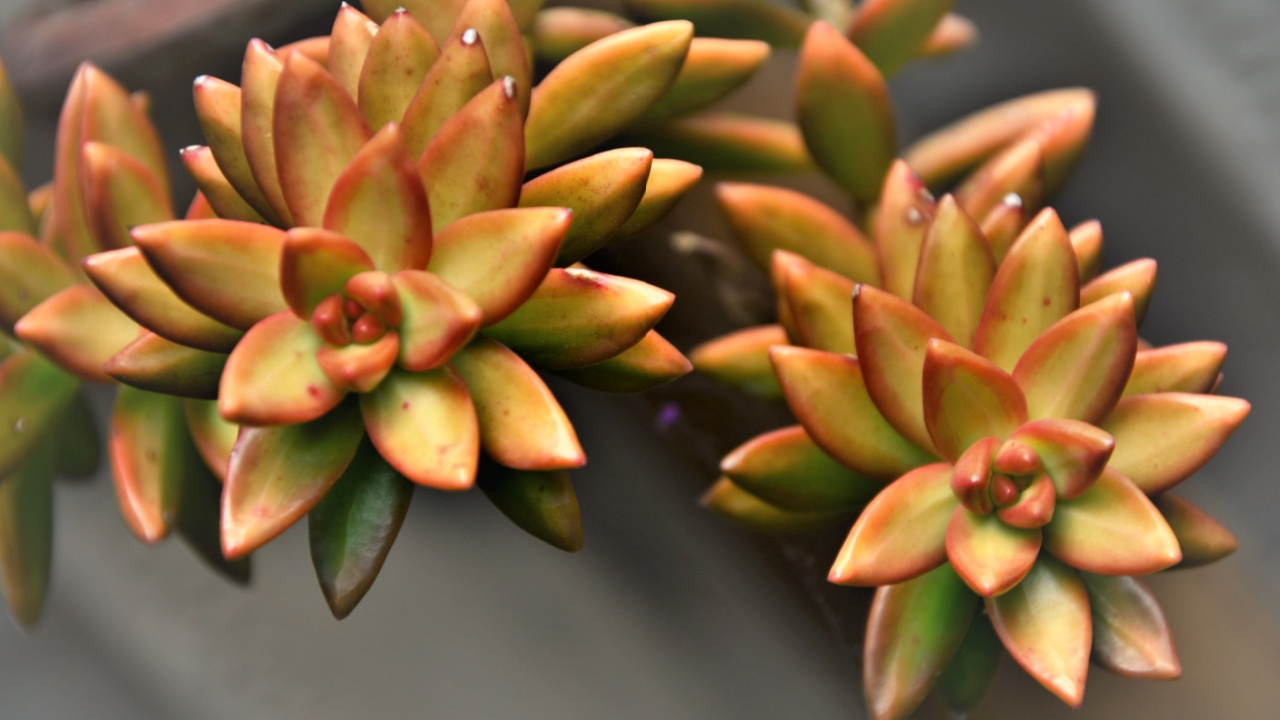 The California Graptosedum Plant Sunset