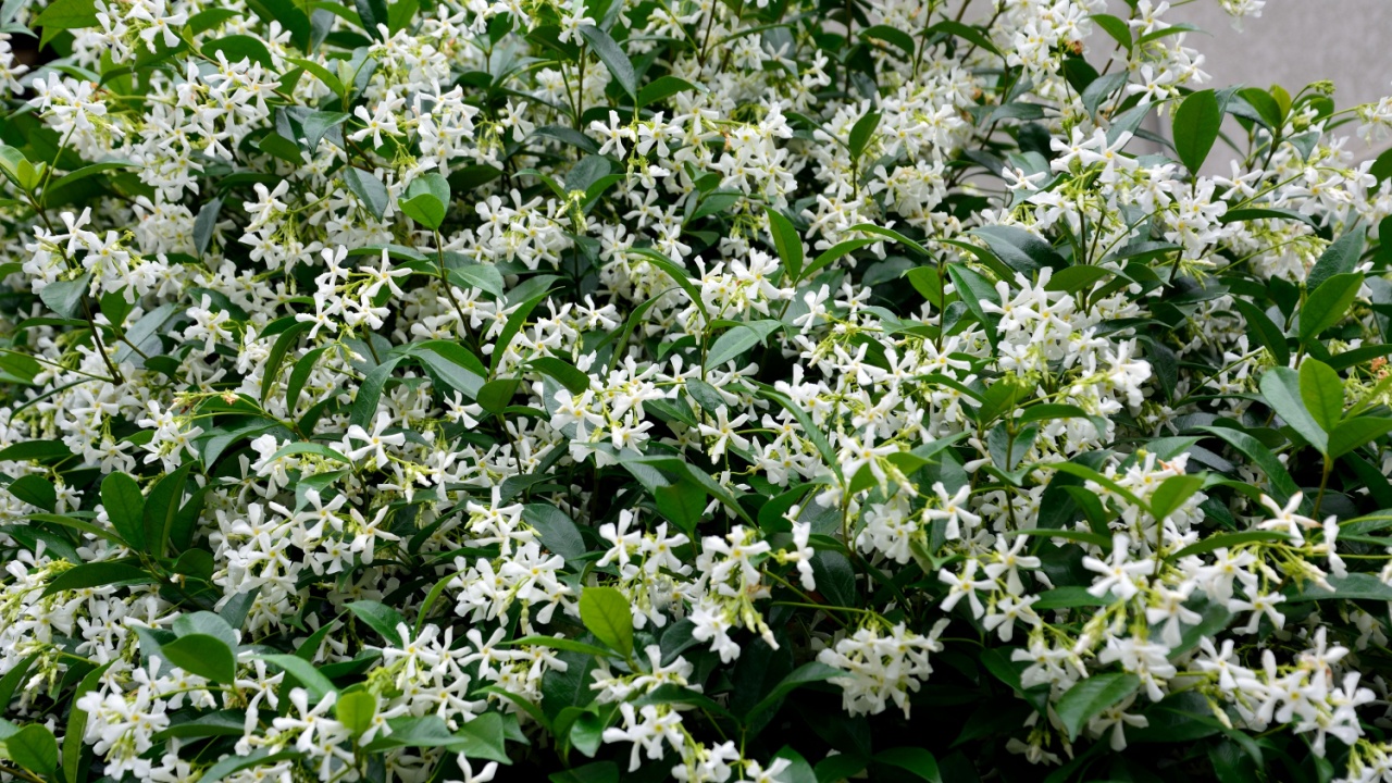 Fragrant flowers of Trachelospermum asiaticum in japanese early summer