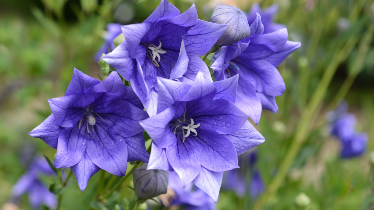 Balloon Flower Double Blue - Latin name - Platycodon grandiflorus Double Blue