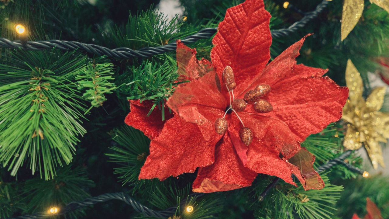 Close up view of artificial Christmas tree and red poinsettia flower, burning lights of garland, copy space