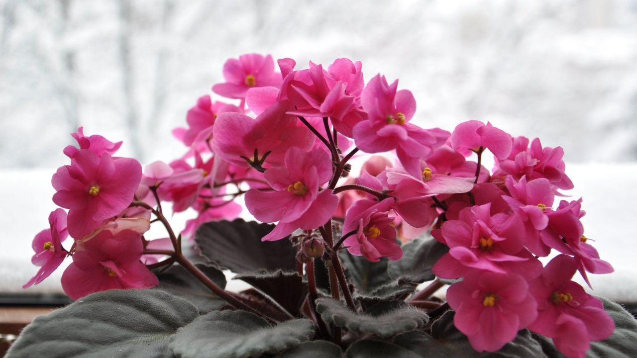 Beautiful pink Saintpaulia blooming in winter time in a pot on a window and snow as a background 