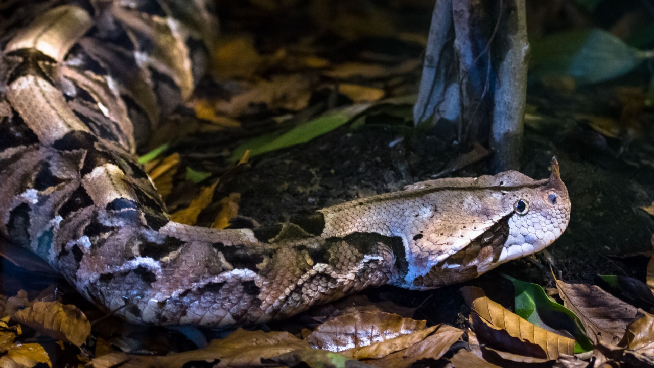An adult Gaboon viper (Bitis gabonica), a venomous snake with the longest fangs of any snake, rests on a bed of leaves.