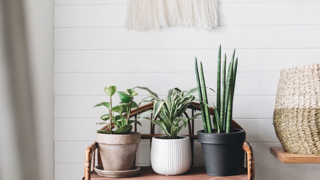 Stylish green plants in pots on wooden vintage stand on background of white rustic wall with embroidery hanging. Peperomia, sansevieria, dracaena plants, modern room decor, boho bedroom