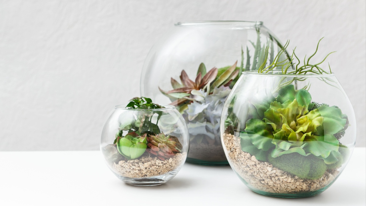 Succulent plants in florarium vases over grey wall, copy space