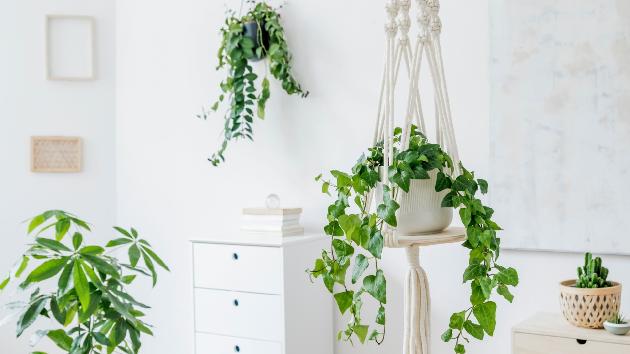 Stylish and minimalistic boho interior with crafted and handmade macrame shelf planter hanger for indoor plants, design furnitures, elegant accessories. Botany home decor of living room with plants. 