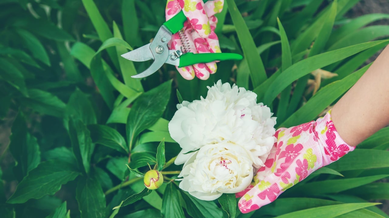 gardener pruning flowers peonies pruners. selective focus. nature