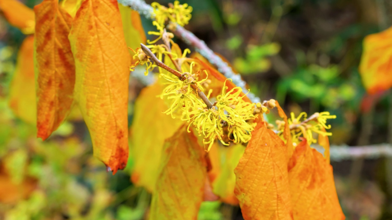 Hamamelis virginiana is blooming in fall, a herbal plant